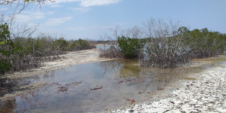 Solicitan  intervención de Medio Ambiente por sequía de manglares en Playa Estero Balsa