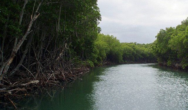 Cebamder solicita a Medio Ambiente aplicar plan para proteger Parque Manglares Estero Balsas