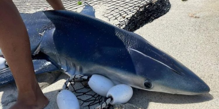 Autoridades detienen capitán de lancha por crimen contra tiburón azul en estado de gestación