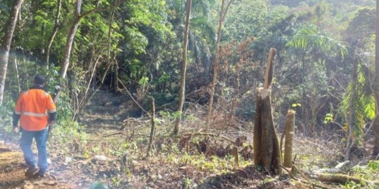 Medio Ambiente obtiene medida de coerción por tala de árboles en Maimón