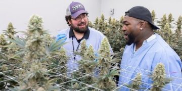 David Ortiz incursiona en el negocio de la marihuana