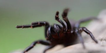 Medio Ambiente confirma casos de mordedura de araña en Valverde