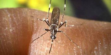 Preocupa aumento de los casos de dengue en el país