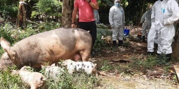 Ministro Limber Cruz afirma la Fiebre Porcina Africana está controlada en RD