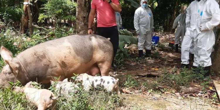 Ministro Limber Cruz afirma la Fiebre Porcina Africana está controlada en RD