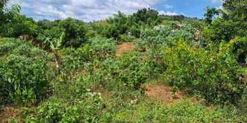 Campesinos de Don Juan denuncian son amenazados por Anderson De los Santos y otros funcionarios de Monte Plata