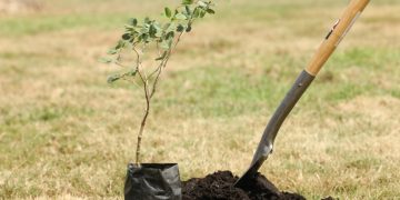 Ministerio de Medio Ambiente realiza jornada de reforestación en cuenca del río Jayaco