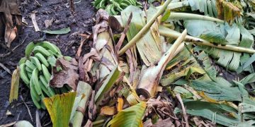 Agricultura auxilia a productores de plátanos afectados por los fenómenos atmosféricos de los últimos días