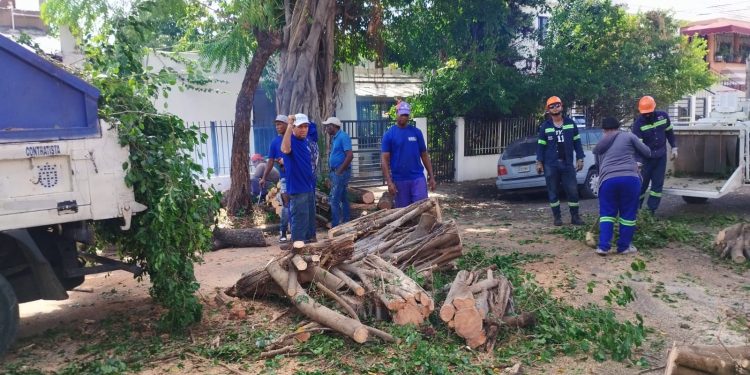 Bomberos y brigadas operativas de la Alcaldía del DN retiran árboles caídos y recuperan zonas afectadas